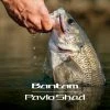 Shimano Bantam Pavlo Shad Hard Body Lure 59mm 001